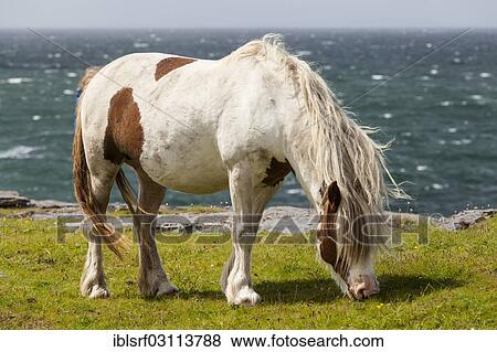 "Pony on the sea, Derreen, County Clare, Province of Munster, Ireland, Europe" View Large Photo Image Stock Photo - "Pony on the sea, Derreen, County Clare, Province of Munster, Ireland, Europe". Fotosearch