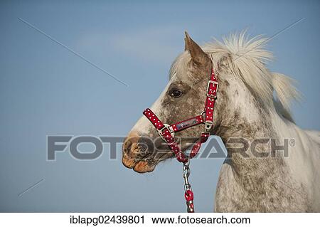 "Pony, portrait" View Large Photo Image Stock Image - "Pony, portrait". Fotosearch