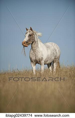 Pony standing in a meadow View Large Photo Image Picture - Pony standing in a meadow. Fotosearch