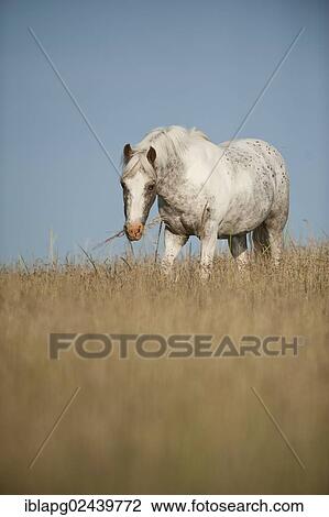 Pony standing in a meadow View Large Photo Image Stock Image - Pony standing in a meadow. Fotosearch