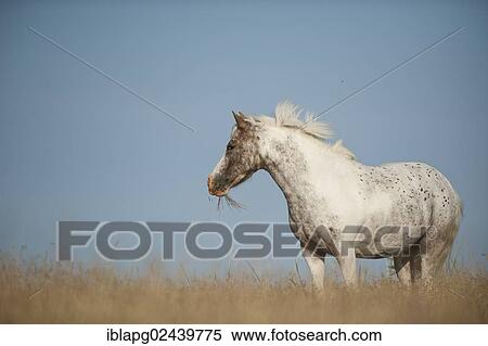 Stock Photography - Pony standing in a meadow. Fotosearch