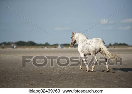 "Pony trotting on the beach, St Peter Ording, Schleswig-Holstein, Germany, Europe" View Large Photo Image Stock Photo - "Pony trotting on the beach, St Peter Ording, Schleswig-Holstein, Germany, Europe". Fotosearch