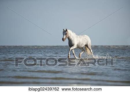 "Pony trotting through the water, St. Peter-Ording, Schleswig-Holstein, Germany, Europe" View Large Photo Image Stock Image - "Pony trotting through the water, St. Peter-Ording, Schleswig-Holstein, Germany, Europe". Fotosearch