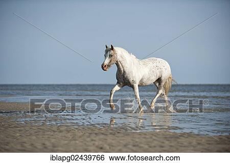 Stock Photograph - "Pony trotting through the water, St. Peter-Ording, Schleswig-Holstein, Germany, Europe". Fotosearch