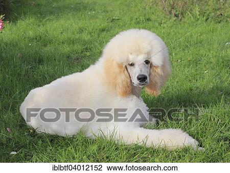 "Poodle, male dog, 6 months" View Large Photo Image Stock Image - "Poodle, male dog, 6 months". Fotosearch