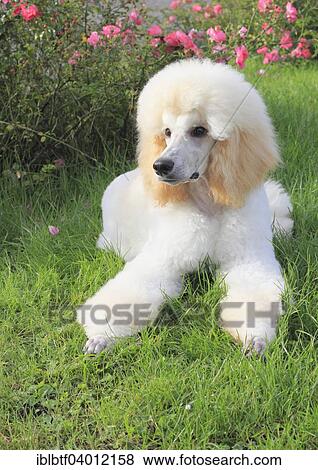 Stock Photo - "Poodle, male dog, 6 months". Fotosearch