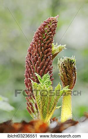 "Poor Man's Parasol or Giant Rhubarb (Gunnera insignis), inflorescence, occurrence in South America, North Rhine-Westphalia, Germany, Europe" View Large Photo Image Stock Image - "Poor Man's Parasol or Giant Rhubarb (Gunnera insignis), inflorescence, occurrence in South America, North Rhine-Westphalia, Germany, Europe". Fotosearch