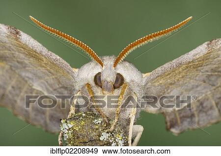 "Poplar Hawkmoth (Laothoe populi), adult, close-up of head, Essex, England, United Kingdom, Europe" View Large Photo Image Stock Photo - "Poplar Hawkmoth (Laothoe populi), adult, close-up of head, Essex, England, United Kingdom, Europe". Fotosearch