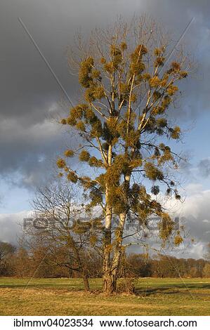 "Poplar with mistletoes in the riparian forest, Middle Elbe Biosphere Reserve, Dessau-Rosslau, Saxony-Anhalt, Germany, Europe" View Large Photo Image Picture - "Poplar with mistletoes in the riparian forest, Middle Elbe Biosphere Reserve, Dessau-Rosslau, Saxony-Anhalt, Germany, Europe". Fotosearch