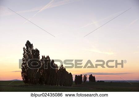 "Poplars (Populus) in the backlight, sunset, Lommatzscher Pflege area, Lommatzsch, Saxony, Germany, Europe" View Large Photo Image Stock Photograph - "Poplars (Populus) in the backlight, sunset, Lommatzscher Pflege area, Lommatzsch, Saxony, Germany, Europe". Fotosearch