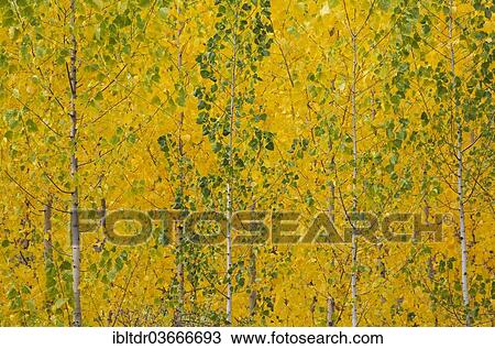 "Poplars (Populus sp. ) with autumn colouring, Granada province, Andalusia, Spain, Europe" View Large Photo Image Stock Image - "Poplars (Populus sp. ) with autumn colouring, Granada province, Andalusia, Spain, Europe". Fotosearch