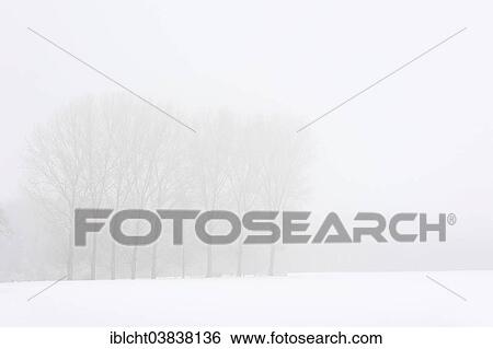 "Poplars (Populus spp. ) with fog in winter, North Rhine-Westphalia, Germany, Europe" View Large Photo Image Stock Photograph - "Poplars (Populus spp. ) with fog in winter, North Rhine-Westphalia, Germany, Europe". Fotosearch