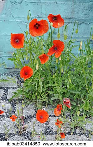 "Poppies (Papaver rhoeas) growing on an industrial site, Germany, Europe" View Large Photo Image Stock Image - "Poppies (Papaver rhoeas) growing on an industrial site, Germany, Europe". Fotosearch