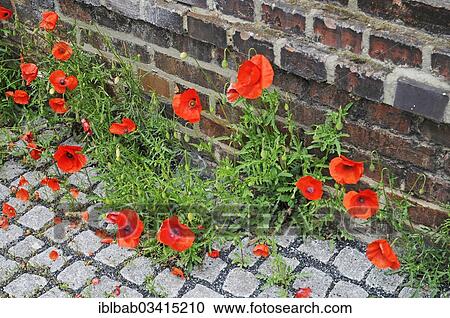 "Poppies (Papaver rhoeas) growing on an industrial site, Germany, Europe" View Large Photo Image Stock Image - "Poppies (Papaver rhoeas) growing on an industrial site, Germany, Europe". Fotosearch
