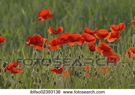"Poppies (Papaver rhoeas), Thuringia, Germany, Europe" View Large Photo Image Stock Photo - "Poppies (Papaver rhoeas), Thuringia, Germany, Europe". Fotosearch