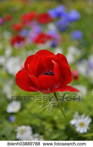 "Poppy Anemone or Spanish Marigold (Anemone coronaria), Keukenhof, Lisse, South Holland, Netherlands" View Large Photo Image Stock Photo - "Poppy Anemone or Spanish Marigold (Anemone coronaria), Keukenhof, Lisse, South Holland, Netherlands". Fotosearch