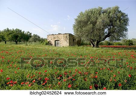 "Poppy field, a derelict stone hut at back, Els Ports Natural Park, near Arnes, Catalonia, Spain, Europe" View Large Photo Image Picture - "Poppy field, a derelict stone hut at back, Els Ports Natural Park, near Arnes, Catalonia, Spain, Europe". Fotosearch