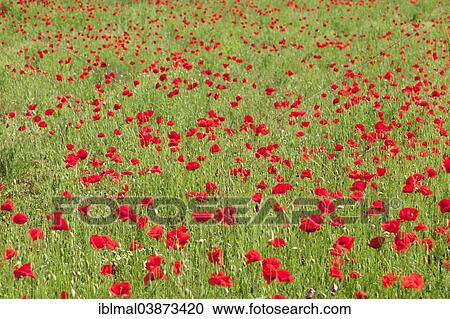 "Poppy field, Istria, Croatia, Europe" View Large Photo Image Stock Image - "Poppy field, Istria, Croatia, Europe". Fotosearch
