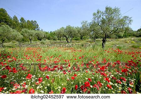 "Poppy field, olive grove, at the bottom of the Els Ports Massif, near Horta de Sant Joan, Catalonia, Spain, Europe" View Large Photo Image Stock Photo - "Poppy field, olive grove, at the bottom of the Els Ports Massif, near Horta de Sant Joan, Catalonia, Spain, Europe". Fotosearch