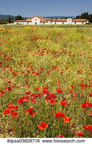 "Poppy flowers in Tuscany, Province of Siena, Italy, Europe" View Large Photo Image Stock Photo - "Poppy flowers in Tuscany, Province of Siena, Italy, Europe". Fotosearch
