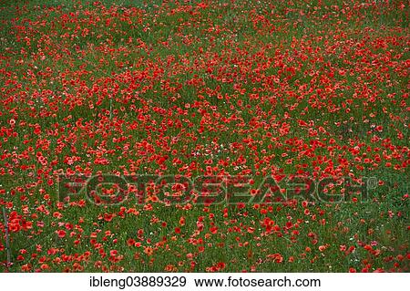 "Poppy meadow, St. Francis' Path, Tuscany, Italy, Europe" View Large Photo Image Stock Photo - "Poppy meadow, St. Francis' Path, Tuscany, Italy, Europe". Fotosearch