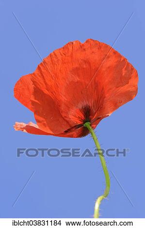 "Poppy (Papaver rhoeas) flower, Provence, Southern France, France, Europe" View Large Photo Image Picture - "Poppy (Papaver rhoeas) flower, Provence, Southern France, France, Europe". Fotosearch