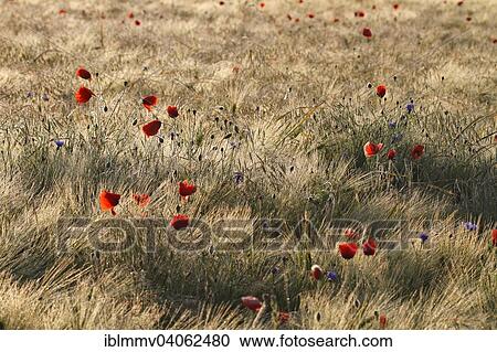 "Poppy (Papaver rhoeas) flowers in the cornfield, Middle Elbe Biosphere Reserve, Saxony-Anhalt, Germany, Europe" View Large Photo Image Stock Image - "Poppy (Papaver rhoeas) flowers in the cornfield, Middle Elbe Biosphere Reserve, Saxony-Anhalt, Germany, Europe". Fotosearch