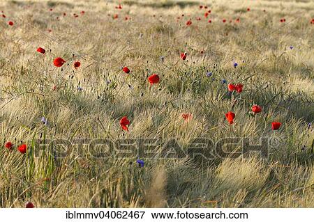 "Poppy (Papaver rhoeas) flowers in the cornfield, Middle Elbe Biosphere Reserve, Saxony-Anhalt, Germany, Europe" View Large Photo Image Stock Photo - "Poppy (Papaver rhoeas) flowers in the cornfield, Middle Elbe Biosphere Reserve, Saxony-Anhalt, Germany, Europe". Fotosearch