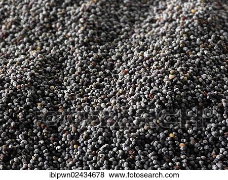 Poppy seeds View Large Photo Image Stock Photo - Poppy seeds. Fotosearch