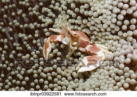"Porcelain Crab (Neopetrolisthes oshimai), on an Anemone, fishing for plankton, Sabang Beach, Puerto Galera, Mindoro, Philippines, Asia" View Large Photo Image Stock Image - "Porcelain Crab (Neopetrolisthes oshimai), on an Anemone, fishing for plankton, Sabang Beach, Puerto Galera, Mindoro, Philippines, Asia". Fotosearch