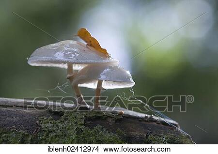 Porcelain Fungus or Slimy Beech Cap (Oudemansiella mucida), Tinner Loh, Haren, Emsland, Lower Saxony, Germany, Europe View Large Photo Image Picture - Porcelain Fungus or Slimy Beech Cap (Oudemansiella mucida), Tinner Loh, Haren, Emsland, Lower Saxony, Germany, Europe. Fotosearch