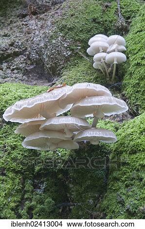 Porcelain Fungus or Slimy Beech Cap (Oudemansiella mucida) on an old Beech (Fagus sylvatica), Tinner Loh, Haren, Emsland, Lower Saxony, Germany, Europe View Large Photo Image Picture - Porcelain Fungus or Slimy Beech Cap (Oudemansiella mucida) on an old Beech (Fagus sylvatica), Tinner Loh, Haren, Emsland, Lower Saxony, Germany, Europe. Fotosearch
