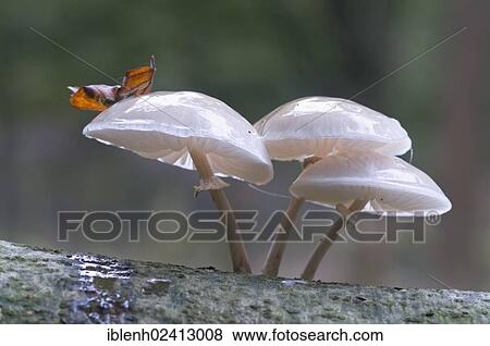 Porcelain Fungus or Slimy Beech Cap (Oudemansiella mucida), Tinner Loh, Haren, Emsland, Lower Saxony, Germany, Europe View Large Photo Image Stock Photo - Porcelain Fungus or Slimy Beech Cap (Oudemansiella mucida), Tinner Loh, Haren, Emsland, Lower Saxony, Germany, Europe. Fotosearch