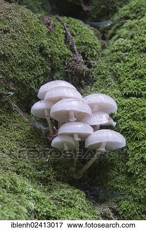 Porcelain Fungus or Slimy Beech Cap (Oudemansiella mucida) on an old Beech (Fagus sylvatica), Tinner Loh, Haren, Emsland, Lower Saxony, Germany, Europe View Large Photo Image Stock Photo - Porcelain Fungus or Slimy Beech Cap (Oudemansiella mucida) on an old Beech (Fagus sylvatica), Tinner Loh, Haren, Emsland, Lower Saxony, Germany, Europe. Fotosearch