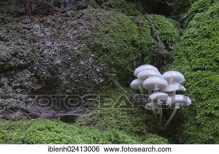 Porcelain Fungus or Slimy Beech Cap (Oudemansiella mucida) on an old Beech (Fagus sylvatica), Tinner Loh, Haren, Emsland, Lower Saxony, Germany, Europe View Large Photo Image Stock Photograph - Porcelain Fungus or Slimy Beech Cap (Oudemansiella mucida) on an old Beech (Fagus sylvatica), Tinner Loh, Haren, Emsland, Lower Saxony, Germany, Europe. Fotosearch