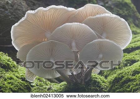 Porcelain Fungus or Slimy Beech Cap (Oudemansiella mucida) on an old Beech (Fagus sylvatica), Tinner Loh, Haren, Emsland, Lower Saxony, Germany, Europe View Large Photo Image Stock Photography - Porcelain Fungus or Slimy Beech Cap (Oudemansiella mucida) on an old Beech (Fagus sylvatica), Tinner Loh, Haren, Emsland, Lower Saxony, Germany, Europe. Fotosearch