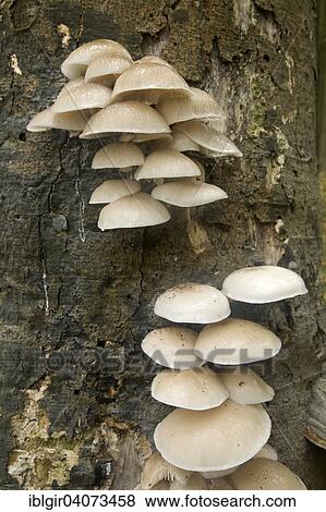 Porcelain Fungus (Oudemansiella mucida) View Large Photo Image Stock Photo - Porcelain Fungus (Oudemansiella mucida). Fotosearch