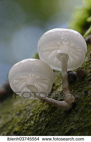 "Porcelain Fungus (Oudemansiella mucida), Lower Saxony, Germany, Europe" View Large Photo Image Picture - "Porcelain Fungus (Oudemansiella mucida), Lower Saxony, Germany, Europe". Fotosearch