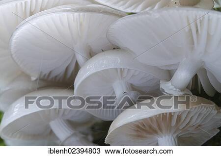 "Porcelain Fungus (Oudemansiella mucida), Tinner Loh, Haren, Emsland region, Lower Saxony, Germany, Europe" View Large Photo Image Stock Image - "Porcelain Fungus (Oudemansiella mucida), Tinner Loh, Haren, Emsland region, Lower Saxony, Germany, Europe". Fotosearch