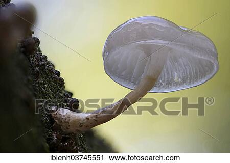 "Porcelain Fungus (Oudemansiella mucida), Lower Saxony, Germany, Europe" View Large Photo Image Stock Image - "Porcelain Fungus (Oudemansiella mucida), Lower Saxony, Germany, Europe". Fotosearch