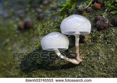 Stock Image - "Porcelain Fungus (Oudemansiella mucida), Lower Saxony, Germany, Europe". Fotosearch