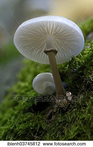 "Porcelain Fungus (Oudemansiella mucida), Lower Saxony, Germany, Europe" View Large Photo Image Stock Image - "Porcelain Fungus (Oudemansiella mucida), Lower Saxony, Germany, Europe". Fotosearch