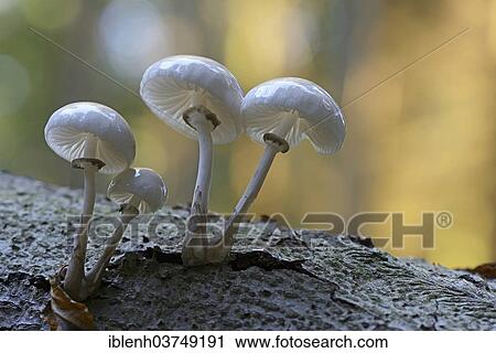 "Porcelain Fungus (Oudemansiella mucida), fruiting bodies, Lower Saxony, Germany, Europe" View Large Photo Image Stock Image - "Porcelain Fungus (Oudemansiella mucida), fruiting bodies, Lower Saxony, Germany, Europe". Fotosearch