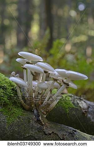 "Porcelain Fungus (Oudemansiella mucida), fruiting bodies, Lower Saxony, Germany, Europe" View Large Photo Image Stock Image - "Porcelain Fungus (Oudemansiella mucida), fruiting bodies, Lower Saxony, Germany, Europe". Fotosearch