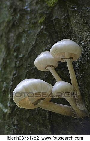 "Porcelain fungus (Oudemansiella mucida), Tinner Loh nature reserve, near Haren, Emsland, Lower Saxony, Germany, Europe" View Large Photo Image Stock Image - "Porcelain fungus (Oudemansiella mucida), Tinner Loh nature reserve, near Haren, Emsland, Lower Saxony, Germany, Europe". Fotosearch