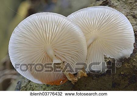 "Porcelain Fungus (Oudemansiella mucida), Lower Saxony, Germany, Europe" View Large Photo Image Stock Image - "Porcelain Fungus (Oudemansiella mucida), Lower Saxony, Germany, Europe". Fotosearch