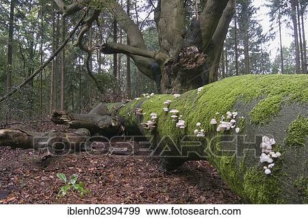 "Porcelain Fungus (Oudemansiella mucida), Tinner Loh, Haren, Emsland region, Lower Saxony, Germany, Europe" View Large Photo Image Stock Photo - "Porcelain Fungus (Oudemansiella mucida), Tinner Loh, Haren, Emsland region, Lower Saxony, Germany, Europe". Fotosearch