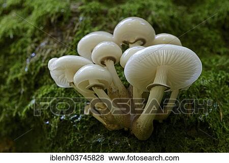 "Porcelain Fungus (Oudemansiella mucida), Lower Saxony, Germany, Europe" View Large Photo Image Stock Photo - "Porcelain Fungus (Oudemansiella mucida), Lower Saxony, Germany, Europe". Fotosearch
