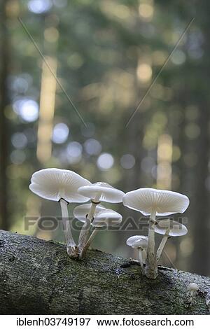 "Porcelain Fungus (Oudemansiella mucida), fruiting bodies, Lower Saxony, Germany, Europe" View Large Photo Image Stock Photo - "Porcelain Fungus (Oudemansiella mucida), fruiting bodies, Lower Saxony, Germany, Europe". Fotosearch