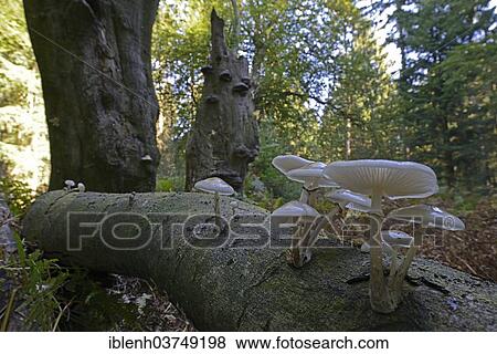 "Porcelain Fungus (Oudemansiella mucida), fruiting bodies, Lower Saxony, Germany, Europe" View Large Photo Image Stock Photo - "Porcelain Fungus (Oudemansiella mucida), fruiting bodies, Lower Saxony, Germany, Europe". Fotosearch